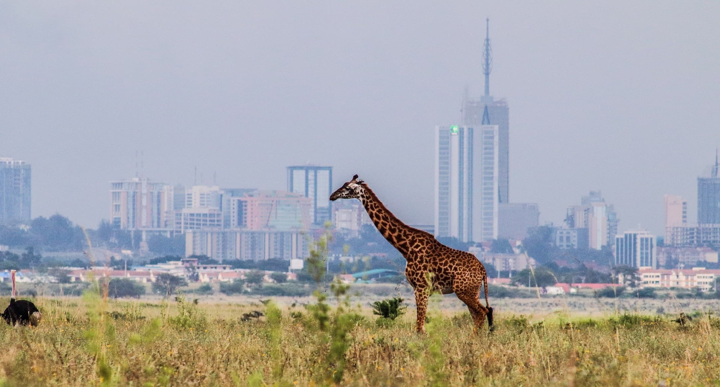 A Maasai giraffe in Nairobi National Park with the Nairobi city skyline rising behind it